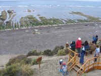 pv_elephant_seals.jpg (100960 bytes)