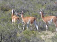pv_guanacos.jpg (72553 bytes)