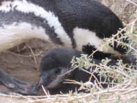 pv_peng_baby.jpg (69393 bytes)