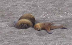 pv_sea_lions_1.jpg (64894 bytes)