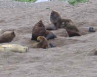 pv_sea_lions.jpg (57147 bytes)