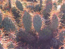 quebrada_de_cafayate_cactus1.jpg (125148 bytes)