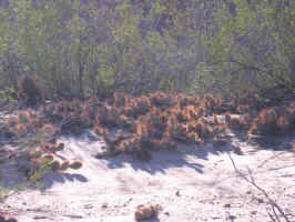 quebrada_de_cafayate_cactus.jpg (111217 bytes)