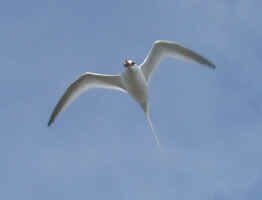 rb_tropicbird.jpg (21788 bytes)