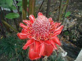 red-flower.jpg (86670 bytes)