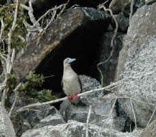 red_foot1.jpg (88814 bytes)