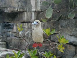 red_foot2.jpg (96701 bytes)