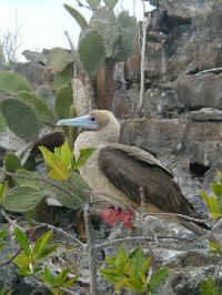 red_foot3.jpg (91842 bytes)