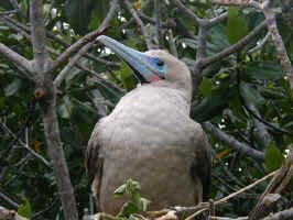 red_foot4.jpg (85086 bytes)