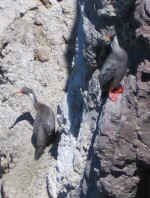 red_footed_cormorants.jpg (67068 bytes)