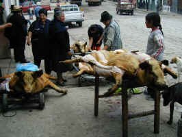 roast_pigs.jpg (86095 bytes)