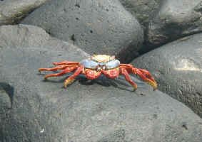 sally_crab1.jpg (87322 bytes)