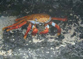 sally_crab2.jpg (109901 bytes)