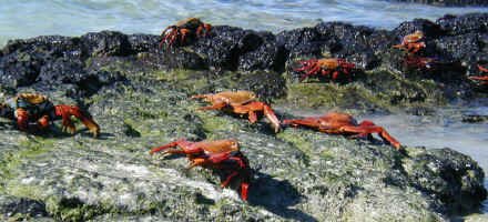 sally_crabs.jpg (177497 bytes)