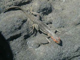 santi_lava_liz.jpg (129058 bytes)