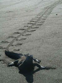 santiago_iguana_track.jpg (113601 bytes)