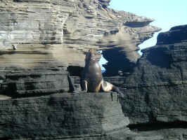 santiago_sealion2.jpg (97345 bytes)