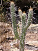 sc_cactus.jpg (124256 bytes)