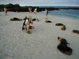sea_lion_photo_op.jpg (63003 bytes)