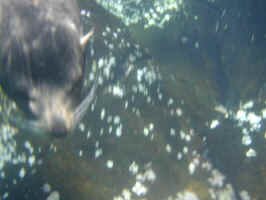 sea_lion_portrait.jpg (45068 bytes)