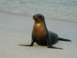 sea_lion_pose.jpg (68143 bytes)
