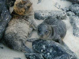 sea_lion_pups.jpg (136231 bytes)