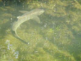 shark1.jpg (67833 bytes)