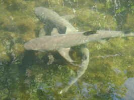 shark2.jpg (69500 bytes)