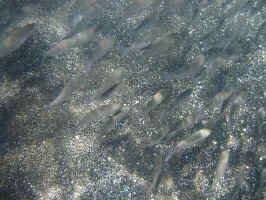snorkle_santi.jpg (120058 bytes)