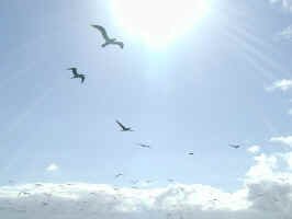 soaring_boobies.jpg (26201 bytes)