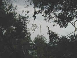 spider monkeys.jpg (74802 bytes)