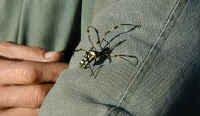 spider.jpg (43842 bytes)