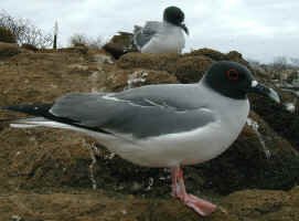 swallow_tail_gull.jpg (70922 bytes)
