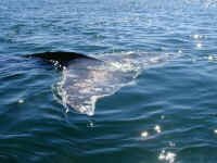 tail.JPG (388729 bytes)