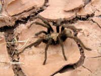 tarantula.JPG (443573 bytes)