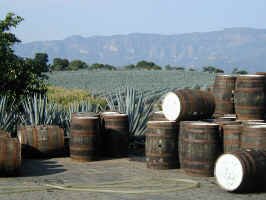 tequila_agave_fields.jpg (62735 bytes)