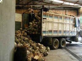 tequila_hearts.jpg (83842 bytes)
