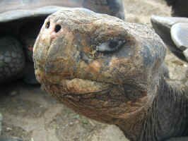 tort_face.jpg (75227 bytes)
