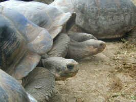 tort_line.jpg (102492 bytes)