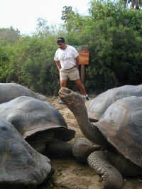 tort_raul.jpg (82097 bytes)