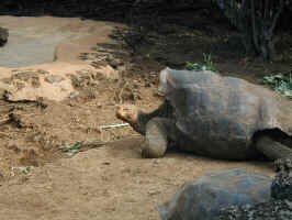 tortoise_1.jpg (91234 bytes)