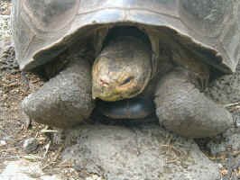 tortoise_2.jpg (97424 bytes)