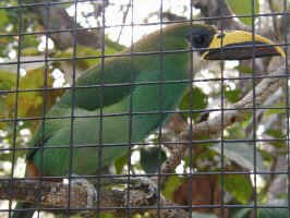 toucanet.jpg (85033 bytes)