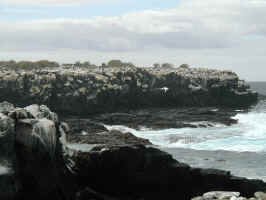 tropic_bird_overview.jpg (57857 bytes)