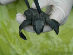 turtle_measuring1.jpg (41899 bytes)