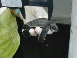 turtle_measuring.jpg (47137 bytes)