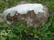 turtle shell.JPG (72214 bytes)