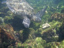 turtle_snorkle1.jpg (86341 bytes)