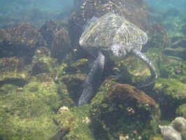 turtle_snorkle2.jpg (74819 bytes)