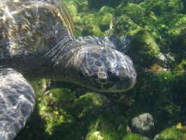 turtle_snorkle3.jpg (79568 bytes)